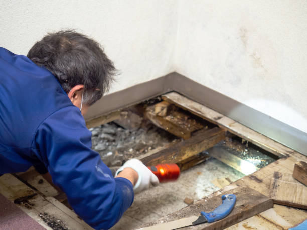 Why You Should Choose Our Mold Remediation Services in Redgranite, WI